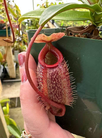 Nepenthes merrilliana x aristolochioides BE-3877