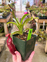 Nepenthes sp. (Kemiri) AW clone 1 *Specimens*