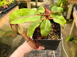 Nepenthes dactylifera BE-3070