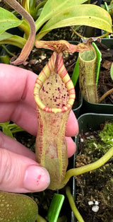 Nepenthes 'Rokko' x x Josefita *SEED-GROWN*