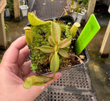 Nepenthes platychila AW *INDIVIDUAL SEEDLINGS CLONE AW*