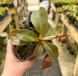 Nepenthes (veitchii x lowii) x spectabilis BE-3400