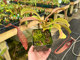 Nepenthes maxima *SEED GROWN SPECIMENS*