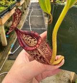 Nepenthes burbidgeae x talangensis BE-3952