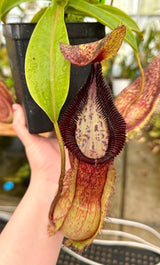 Nepenthes spathulata x hamata BE-3712