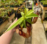 Nepenthes ventricosa x hamata BE-3672