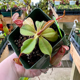 Nepenthes sibuyanensis x robcantleyi 'King of Clubs' BE-3713