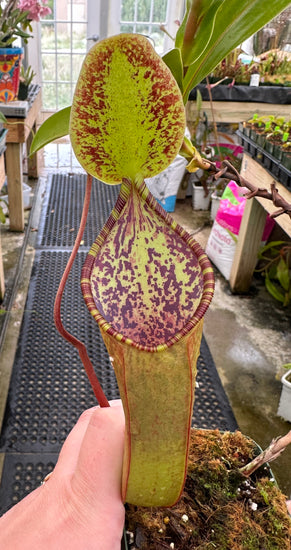 Nepenthes lowii x tentaculata BE-3970