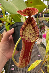 Nepenthes 'Rokko' x x Josefita *SEED-GROWN*