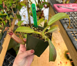 Nepenthes burbidgeae x (veitchii x lowii) BE-3993