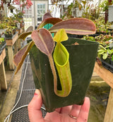 Nepenthes maxima (Dark purple, wavy-Leaf) BE-3786