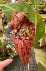 Nepenthes maxima x (Rokko x veitchii) *SPECIMEN*