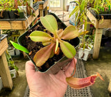 Nepenthes sibuyanensis x (veitchii x lowii) BE-3986