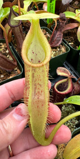 Nepenthes singalana x (burbidgeae x edwardsiana) BE-3984