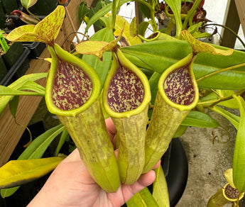 Nepenthes x Rokko (EP) *ROOTED CUTTINGS*