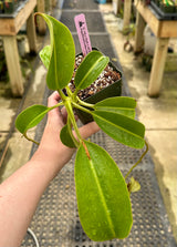 Nepenthes robcantleyi x (burbidgeae x edwardsiana) BE-4020 *SEED-GROWN* *SPECIMEN*