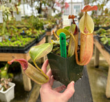 Nepenthes robcantleyi x veitchii BE-3933