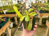 Nepenthes robcantleyi x reinwardtiana BE-3960
