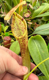 Nepenthes platychila AW *INDIVIDUAL SEEDLINGS CLONE AW*