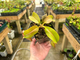 Nepenthes rajah x veitchii BE-3730