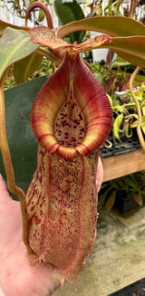 Nepenthes spathulata x (burbidgeae x edwardsiana) BE-3978