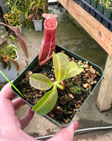 Nepenthes maxima x (lowii x macrophylla) BE-3709