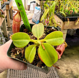 Nepenthes (veitchii x mira) x (burbidgeae x edwardsiana) BE-3992