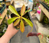 Nepenthes singalana x (burbidgeae x edwardsiana) BE-3984