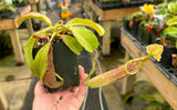 Nepenthes maxima *SEED GROWN SPECIMENS*