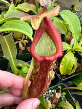 Nepenthes 'Rokko' x x Josefita *SEED-GROWN*
