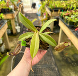Nepenthes (maxima x talangensis) x hamata BE-3777