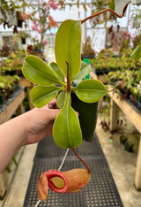 Nepenthes robcantleyi x (sibuyanensis x ventricosa) BE-3748