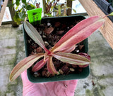Nepenthes densiflora x rafflesiana BE-3719