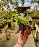 Nepenthes ventricosa x hamata BE-3672