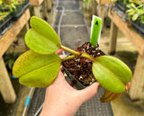 Nepenthes eymae