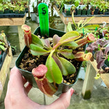 Nepenthes veitchii x lowii BE-4006 *SPECIMENS*