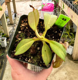 Nepenthes (burbidgeae x veitchii) x mollis AW