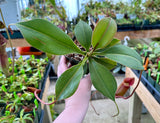 Nepenthes sibuyanensis x robcantleyi 'King of Clubs' BE-3713
