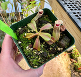 Nepenthes veitchii BE-4021 *SEED-GROWN*