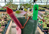Nepenthes veitchii x lowii BE-4006 *SPECIMENS*
