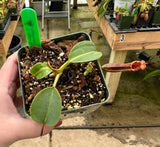 Nepenthes (lowii x macrophylla) x robcantleyi BE-4018 *SEED-GROWN*