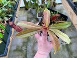 Nepenthes densiflora x rafflesiana BE-3719