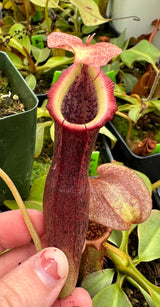 Nepenthes singalana x (burbidgeae x edwardsiana) BE-3984