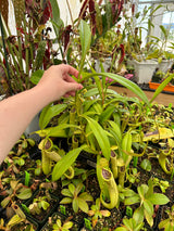 Nepenthes x Rokko (EP) *ROOTED CUTTINGS*