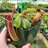 Nepenthes veitchii x lowii BE-4006 *SPECIMENS*