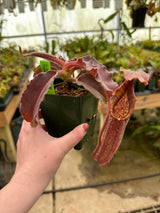 Nepenthes maxima (Dark purple, wavy-Leaf) BE-3786