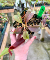 Nepenthes veitchii x lowii BE-4006 *SPECIMENS*
