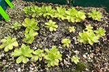 Pinguicula agnata