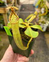 Nepenthes chaniana x veitchii BE-3137