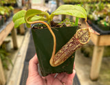 Nepenthes stenophylla *SEED-GROWN*